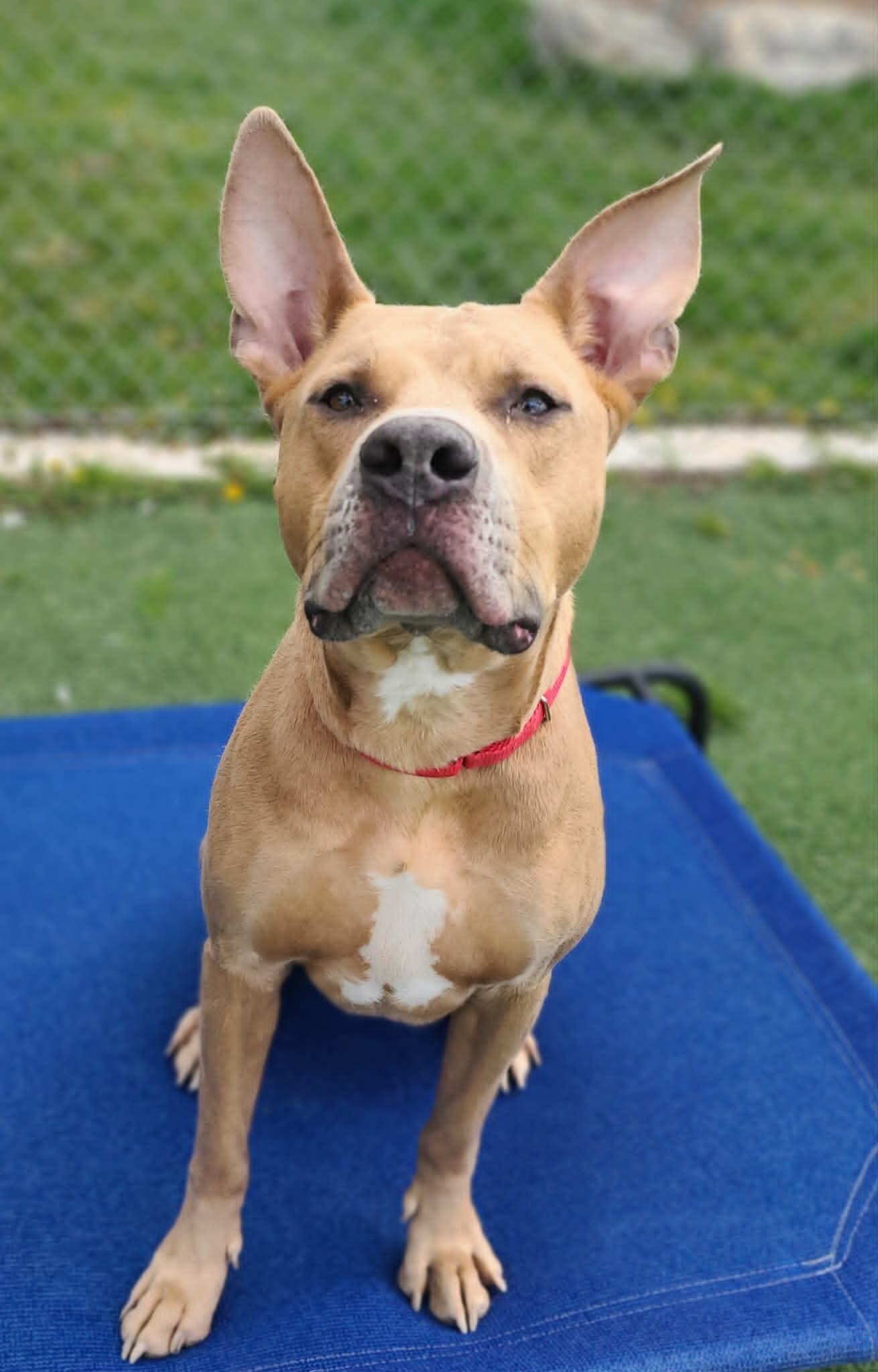 Picture of the Animal Listed